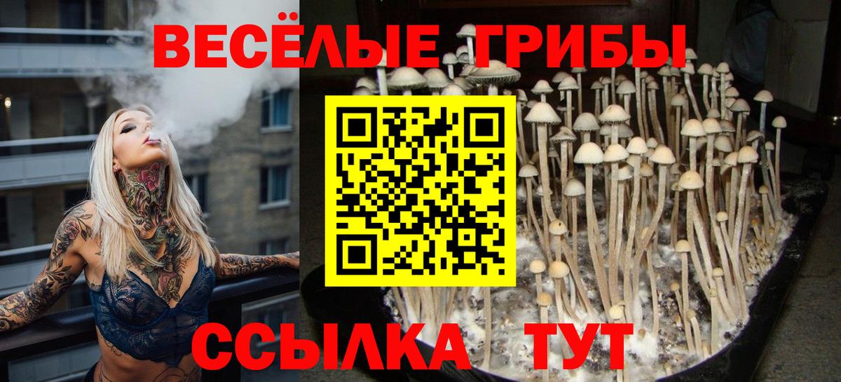 Свободный  Псилоцибиновые грибы прущие грибы  Вход с VPN 